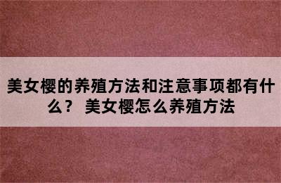 美女樱的养殖方法和注意事项都有什么？ 美女樱怎么养殖方法